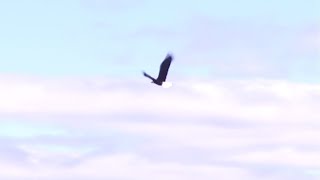Bald eagle released at SWVA Wildlife Center
