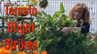 The dreaded tomato blight strikes.....can I save any of my plants?