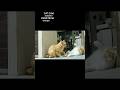CAT CAM #03|深夜のおこめ先生。