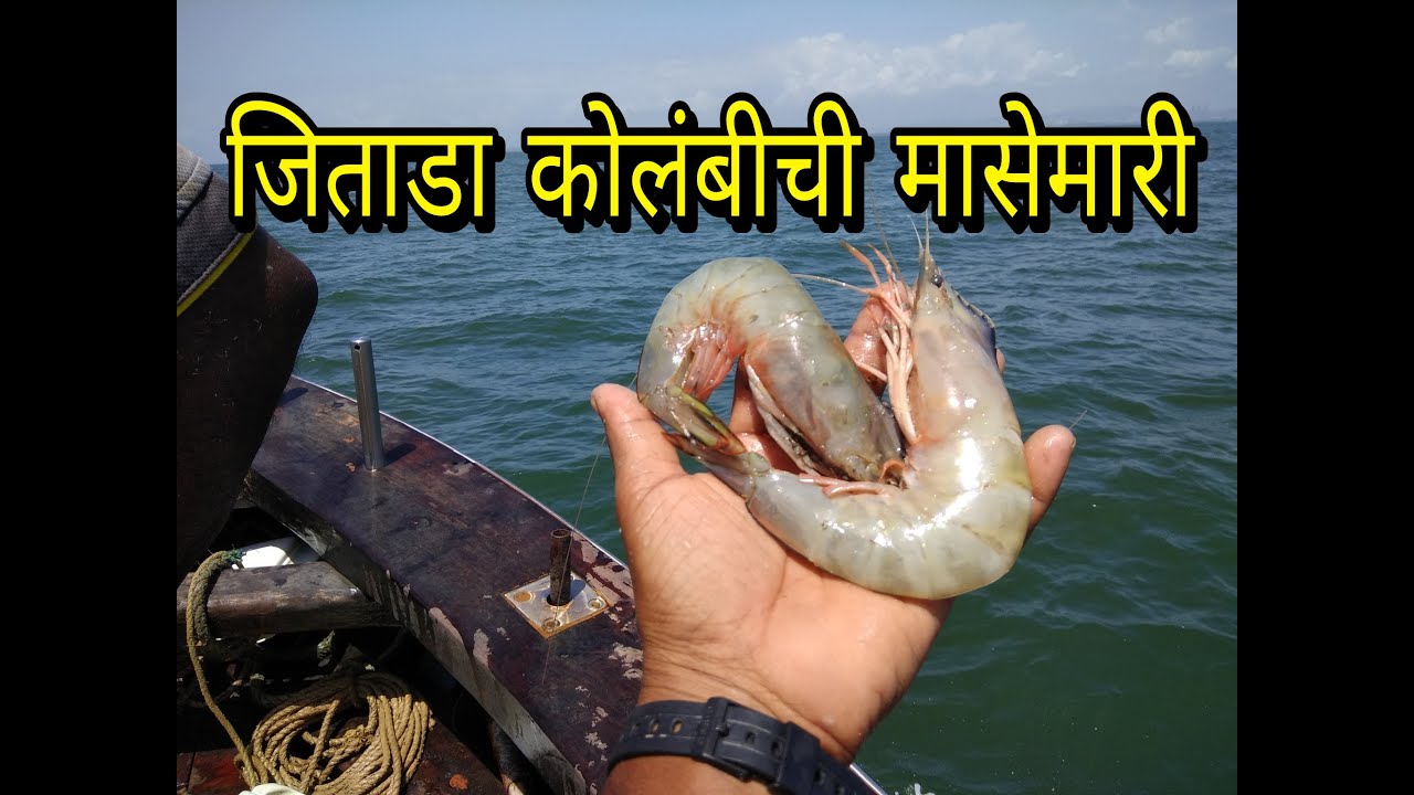 big prawns fishing.मोठी कोलंबीची (जिताडा) मासेमारी. Mumbai Indian fishing