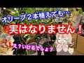 オリーブを２本植えても実がならない理由について