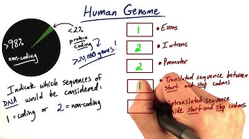 Coding vs Non coding - Tales from the Genome