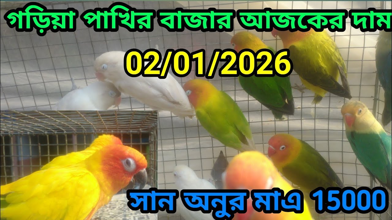 Garia exotic birds marcat price update 02/01/2026গড়িয়া বাজার আজকের দাম 