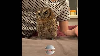 OWL BIRDS Funny Owls And Cute Owls Videos Compilation (2021) #023  CLONDHO TV