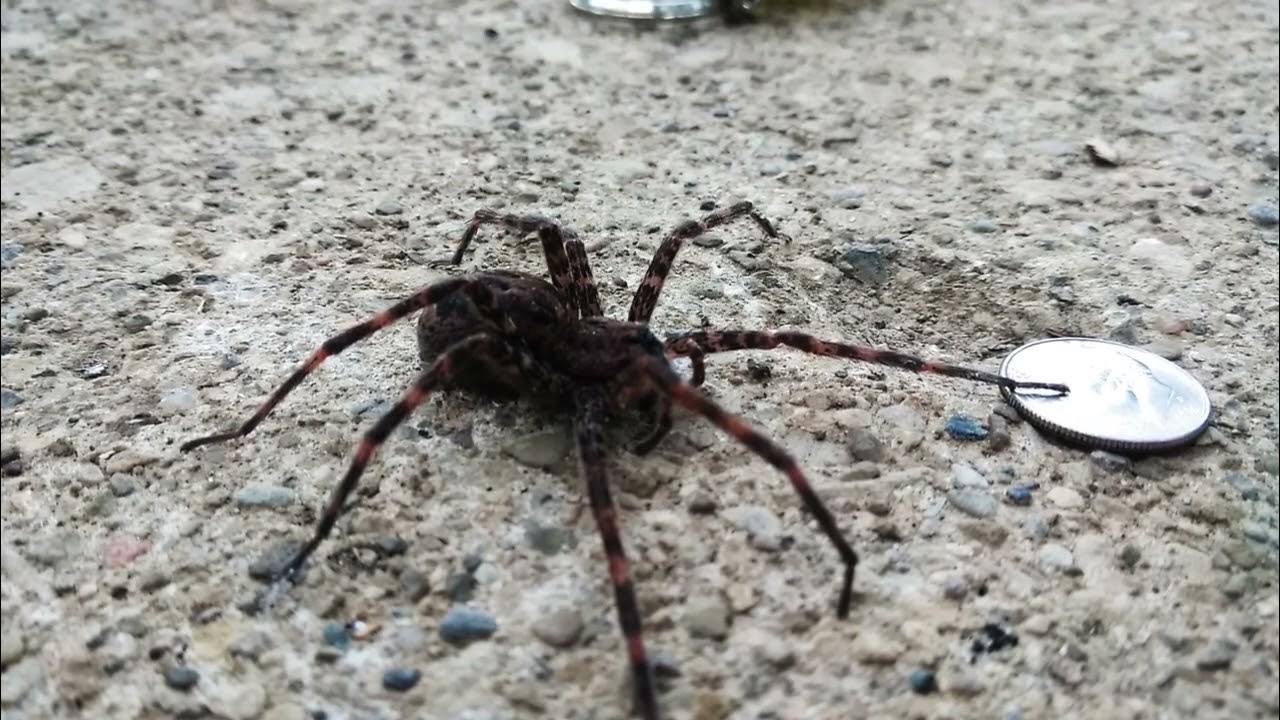 Giant Spider, Jump Scare! YouTube