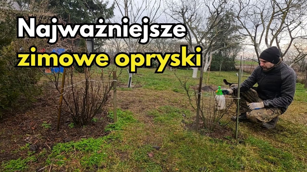 Najważniejsze zimowe opryski w sadzie i ogrodzie ozdobnym. Kiedy i co pryskać Miedzianem i olejem