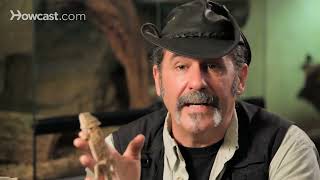 8 Care Tips for Bearded Dragons   Pet Reptiles