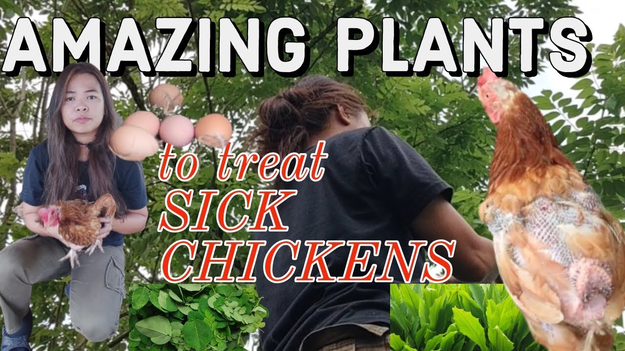Amazing plants to treat sick chickens‼️ How to manage molting season