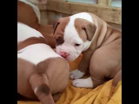 video phone beyonce mp3 Cachorros con 29 dias de bulldog americano