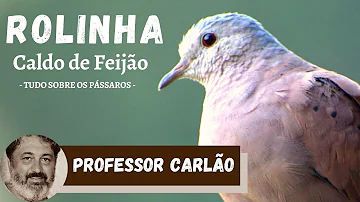Porque as rolinhas cantam?