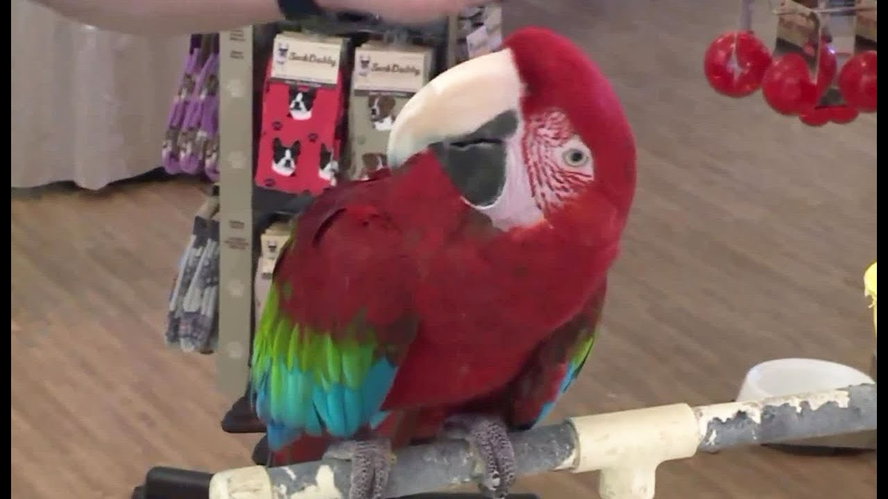 newspaper mockup Chicagoland Family Pet Expo draws animal lovers to Arlington Heights