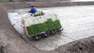 Comment on repique du riz avec une machine agricole