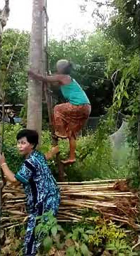 Viral !! Nenek nenek jago naik pohon 😱