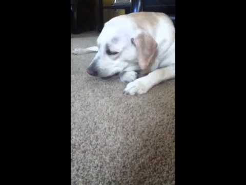 my dog is choking on a bone