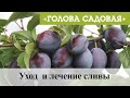 Голова садовая - Уход  и лечение сливы