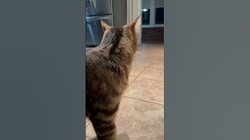 CAT PONDERS CATNIP #shorts #cat #catvideos #catnip