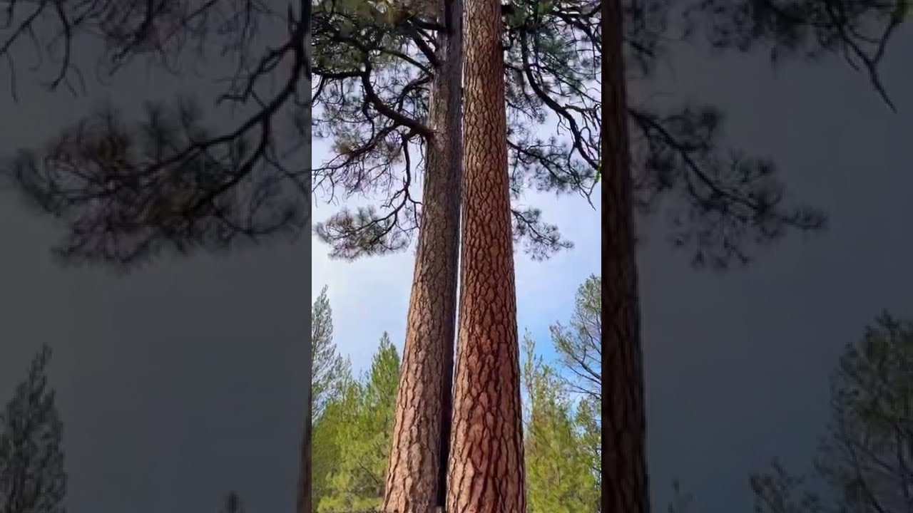2 Red Old Growth Ponderosa Pine Tree S Shorts Nature Explore Earthsecret