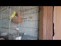 Budgies Breeding Pairs