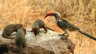 Mongoose Hornbill Mutualism