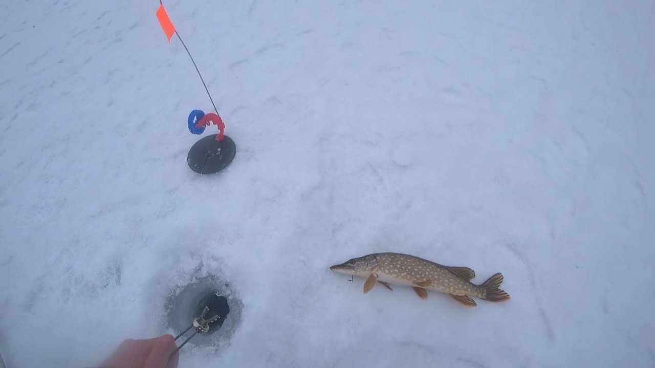 щука. ловля щуки 2023. щука зимой. щука. щука.