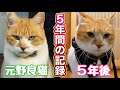 【野良猫から家猫へ】「猫なんて飼わない」と言っていた家族が、5年でこうなりましたのサムネイル