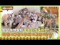 TV 동물농장 레전드 SUB 태범 무궁 독립시키고 육아의 달호가 된 건곤이 와 아기 호랑이 5둥이 풀버전 다시 보기 TV동물농장 AnimalFarm SBSstory