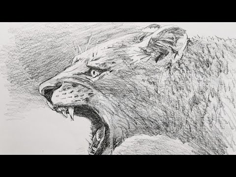 土人教画】318 教素描-吼狮子Terrain art class Sketching-Lion 土人