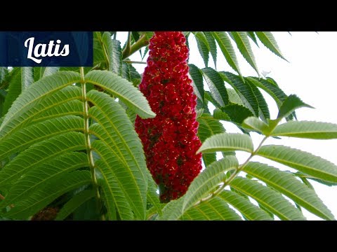 Чудо приправа для молодости и здоровья