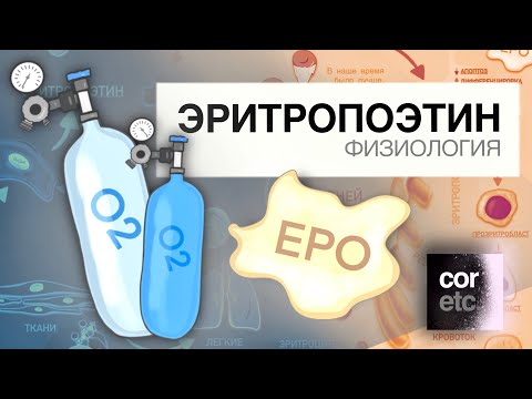 Видео: Что является стимулом для выработки эритропоэтина при анемии?