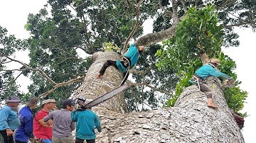 Zagen van een enorme Sa Cu-boom met veel takken in Can Tho, Technisch zagen, 228