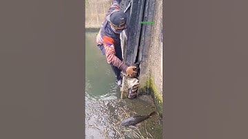 Cá Lớn - rất nhiều Cá Rô Phi mắc kẹt 😱 #khacthuyvlogg