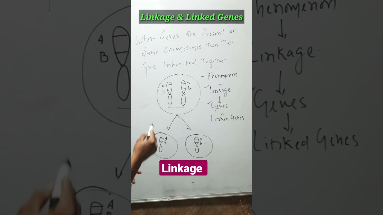 Сцепление и короткие сцепленные гены