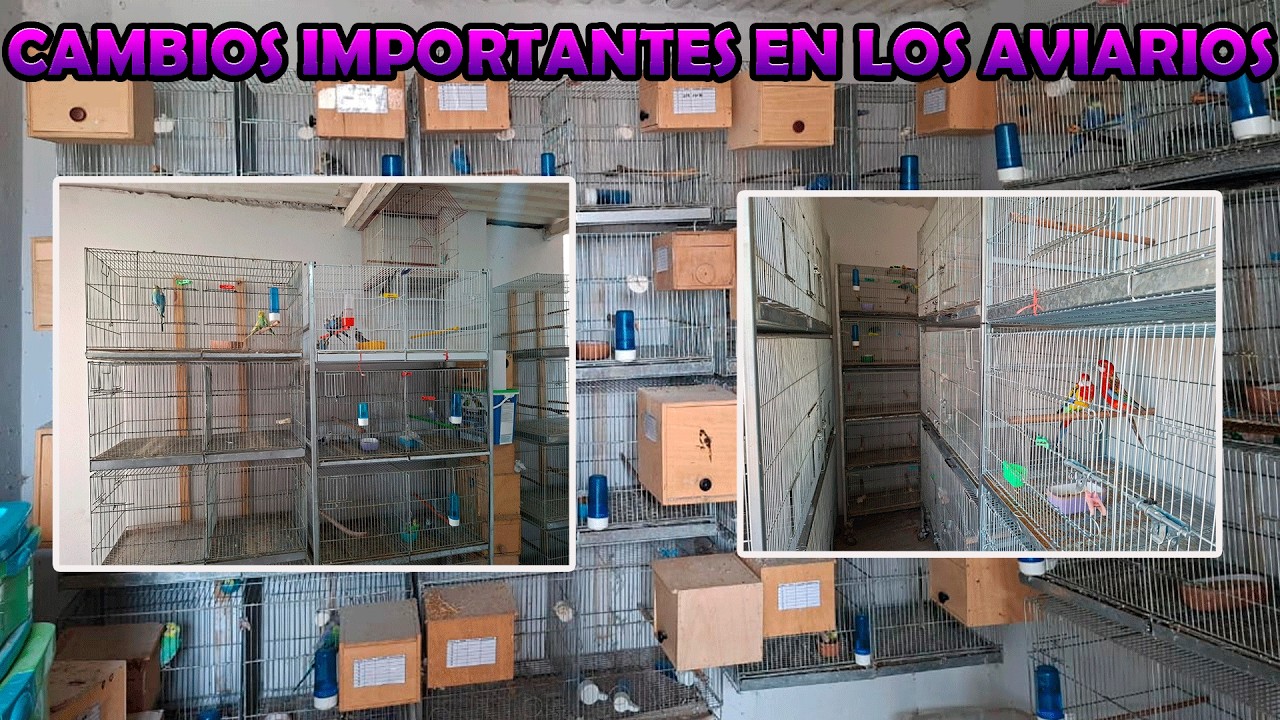 CAMBIOS IMPORTANTES EN LOS AVIARIOS.😎😎