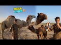 Camel Ka Mandi Ma pehla Truck Agya 😍 Mandi vlog 2026