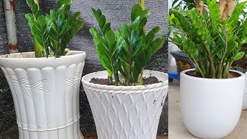 khắc phục chậu cây kim tiền vàng lá và sâu thân|Yard Garden