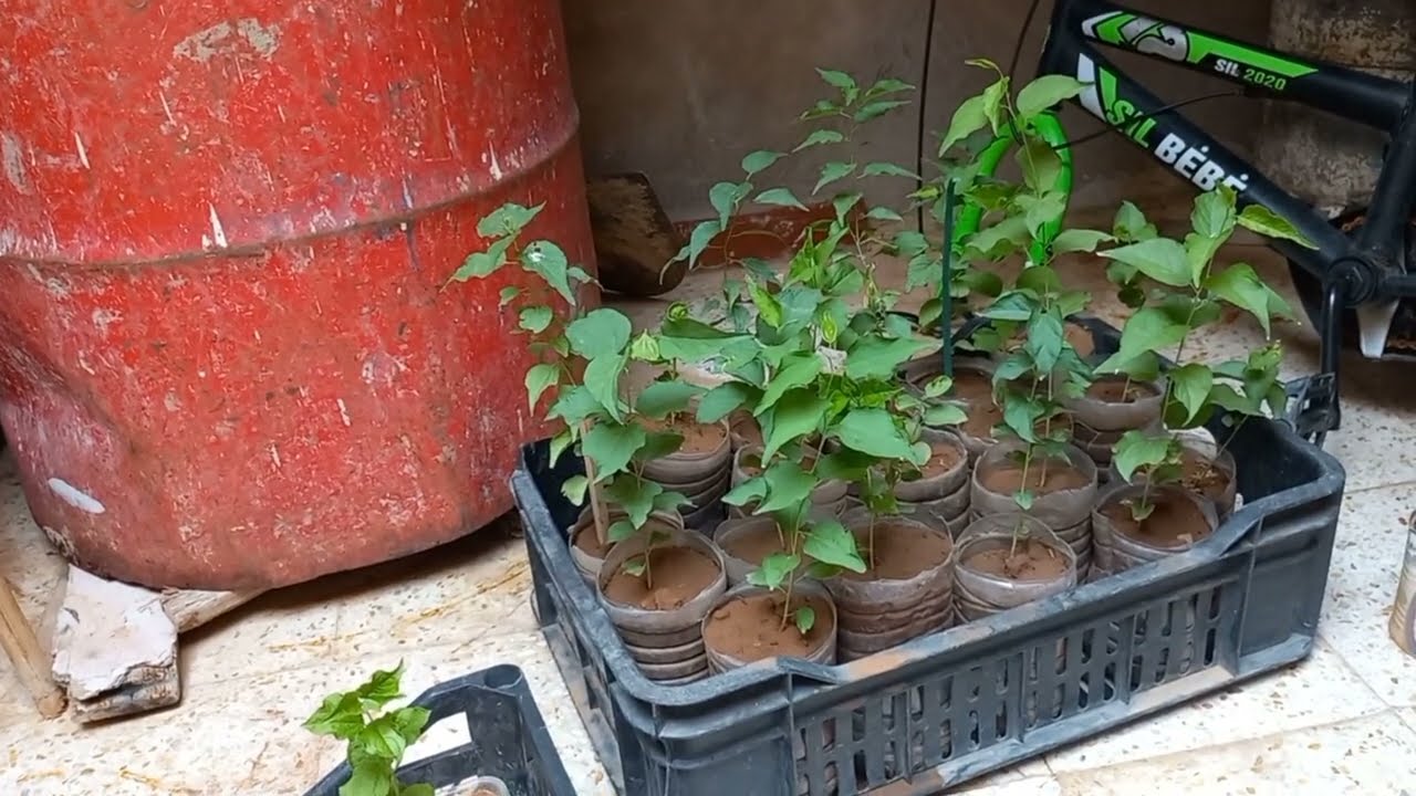 طريقة سهلة لغرس بذور المشمش 🌱 | من البذرة إلى الشتلة