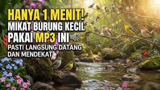 SUARA PIKAT BURCIL HANYA 1 MENIT! MIKAT BURUNG KECIL PAKAI MP3 INI PASTI LANGSUNG DATANG