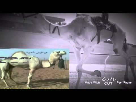 الدوحه صاحبه سيف رئيس الدولة