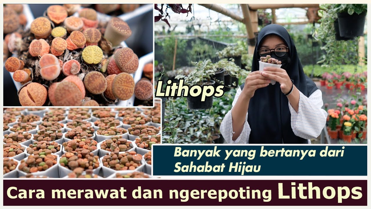 Cara merawat dan ngerepoting LITHOPS | Jawabanya ada disini..!