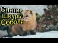 Как ободрать или снять шкуру Соболя. Выделка соболя