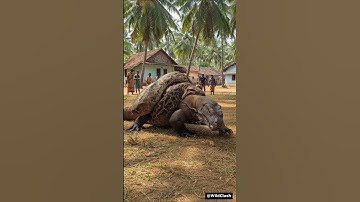 Giant Python vs Komodo Dragon in India! #shorts