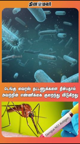 டெங்கு வைரஸ் தட்டணுக்களை தின்பதால் அவற்றின் எண்ணிக்கை குறைந்து விடுகிறது