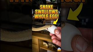 big snake! How Does It Fit?! The Incredible Anatomy of an Egg-Eating Snake #shorts