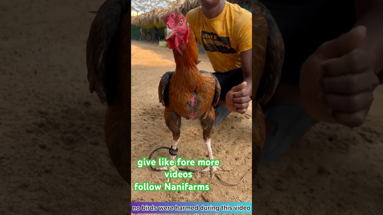 colour identification part -10 Nanifarms 