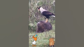 Capybara | Bị Đại Bàng Bắt | Chuột Lang Nước Thật là Cảm Giác #capybara #animals #funny