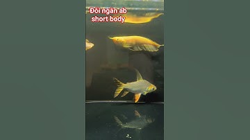 Cá rồng ngân long abino short body