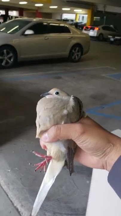 CATCHING DOVE WITH HANDS