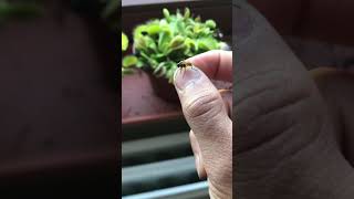 Feeding a Venus Fly Trap #shorts