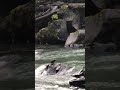Pato correntino en Salto del Indio, Anticura, Puyehue