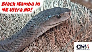 Deadly Black Mamba In 4K Ultra Hd - By John D. Villarreal